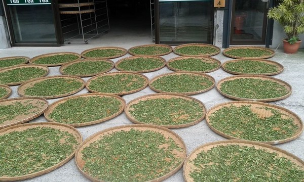 傳統(tǒng)模式曬干茶葉遠沒有蒸汽發(fā)生器烘干的質(zhì)量好