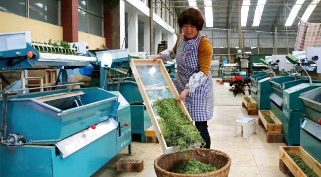 春茶貴如金,，茶商如何在短時(shí)間內(nèi)海量備貨,？